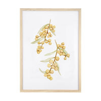 Calming Wattle Print